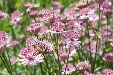 Astrantia 'Roma'  young plants 9cm pots, soft pink.  for sale  WALLINGFORD
