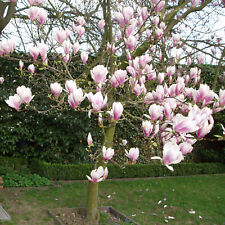 Magnolia soulangeana weiß gebraucht kaufen  Rheindahlen