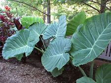 LÂMPADAS VIVAS Colocasia gigantea Tailândia gigante tailandês orelha de elefante gigante folha enorme comprar usado  Enviando para Brazil