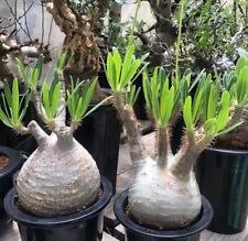 Used, Elephant Foot Plant - Pachypodium rosulatum subsp. cactipes for sale  Shipping to South Africa