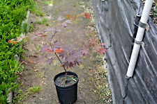 maple glory trees for sale  Newport