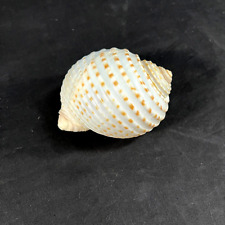 5 inch Tonna Tessellata, Spotted Tun Shell - seashell for sale  Shipping to South Africa