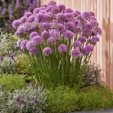 Allium serendipity flower for sale  IPSWICH