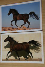 2 Horses Postcards Horse Postcard Cheval CPA Cavallo Pair AK Arab for sale  Shipping to South Africa