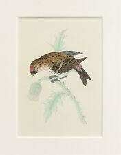 Redpoll bird print for sale  NORWICH