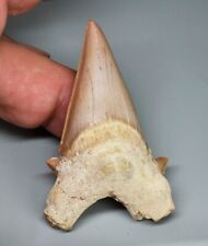 Dente squalo fossile usato  Sassari