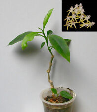 Hoya multiflora bouture d'occasion  Toulouse-