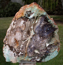 Sis colorful petrified for sale  Shipping to Ireland