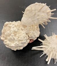 Spondylus Spiny Mollusk Shell Coral Vintage, used for sale  Shipping to South Africa