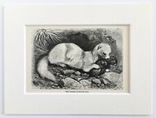 Ferret animal print for sale  NORWICH