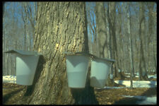 236005 maple tree for sale  UK