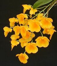 Dendrobium lindleyi rchidee gebraucht kaufen  Bielefeld