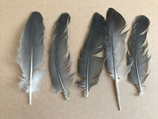 Real pigeon feathers for sale  LONDON