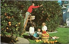 Postcard family picking for sale  Buffalo Grove