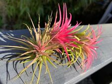 Sale tillandsia ionantha for sale  AYLESFORD