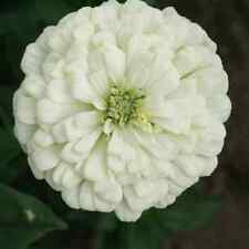 Giant white zinnia for sale  New Hill