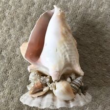 Vintage shell conch for sale  EASTBOURNE