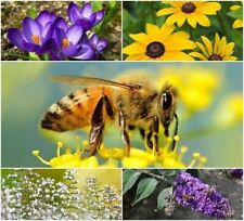 Perennial pollinator seeds for sale  Russell