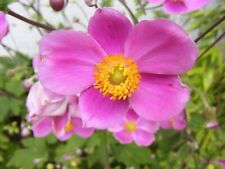 Herbstanemonen anemonen pink gebraucht kaufen  Oberhausen-Rheinhausen