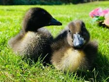 6 x Quality Cayuga duck hatching eggs for sale  STROUD
