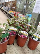 Mixed hardy fuchsia for sale  DEREHAM