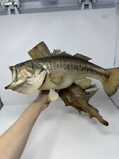 Largemouth bass taxidermy for sale  Huntsville