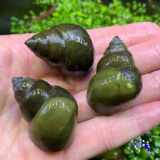 3 Trapdoor Snails LARGE Aquarium and Pond - Live Freshwater Snail - Plants  for sale  Newark