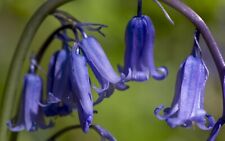 10x english bluebell for sale  CRAWLEY