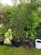 bamboo nigra for sale  UK