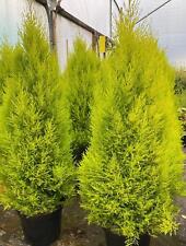 Cypress goldcrest conifer for sale  KING'S LYNN