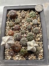 Astrophytum seedling tray for sale  Los Angeles