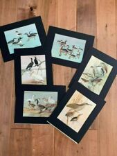 Bird portraits color for sale  Maple Grove