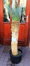 Yucca rostrata mexico for sale  Shipping to Ireland