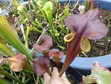 Sarracenia waccamaw live d'occasion  Expédié en Belgium