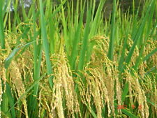 Wild rice seeds for sale  High Point