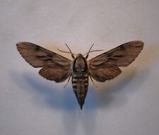 Pine hawk moth for sale  CHORLEY