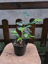 Ficus benjamina weeping for sale  Shipping to Ireland