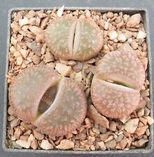 2890. lithops aucampiae for sale  YORK