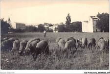 Aidp1 moutons 0063 d'occasion  France