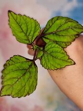 Coleus fishnet stockings for sale  SOUTHEND-ON-SEA
