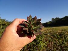taciveria "Victor reiter" rare succulent pot5cm wysiwyg hybride d'occasion  Château-du-Loir