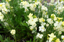 Flower wallflower english for sale  HIGH WYCOMBE