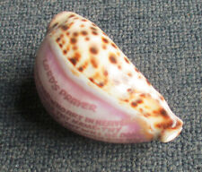 Engraved tiger cowrie for sale  ST. LEONARDS-ON-SEA