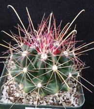 Texas barrel cactus for sale  Ashmore