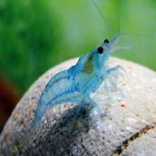Blue pearl shrimp for sale  HAYWARDS HEATH