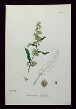 RUMEX CRISPUS, CURLED DOCK, antique flower print, SOWERBY, 1902, used for sale  Shipping to South Africa