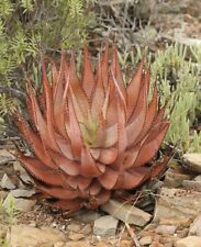 Aloe Microstigma-Rojo Cape moteado Aloe Vera - 10 Semillas x segunda mano  Embacar hacia Spain
