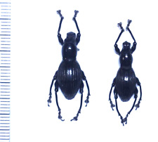 Insects - CURCULIONIDAE - Pachyrhynchus pinorum - Philippines - Pair 22/19mm....!, used for sale  Shipping to South Africa