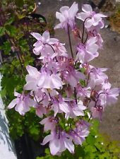 Aquilegia seeds various for sale  Ireland