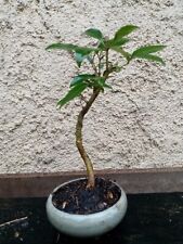 Bonsai troene d'occasion  Blagnac